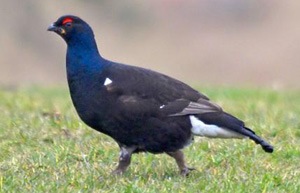 Хур (Хар хур)